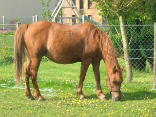 Bienvenue sur l'Arche de LILOU